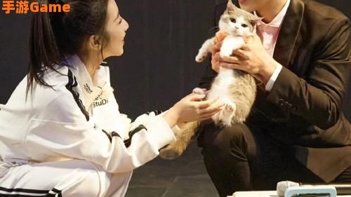 求婚大作战下载