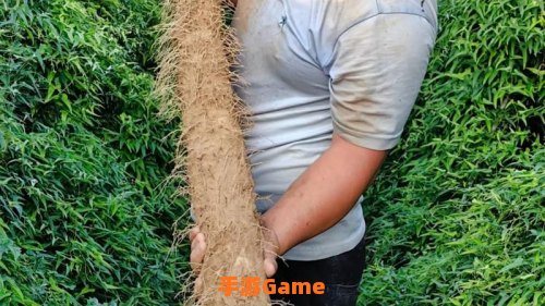 种植山药可以连作吗