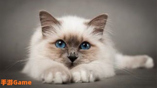 猫咪球