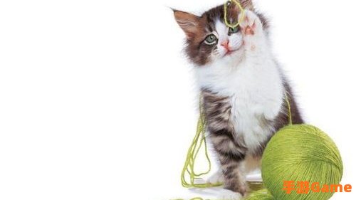 猫咪球