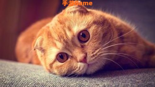 猫咪球